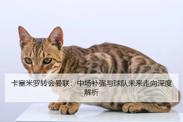 卡塞米罗转会曼联：中场补强与球队未来走向深度解析